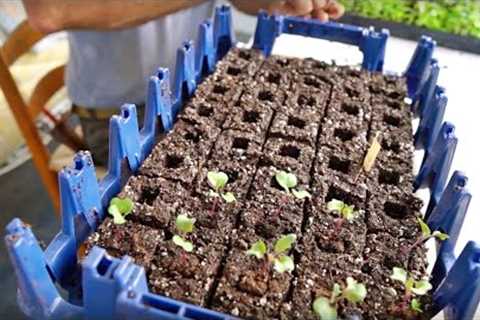 Making Soil Blocks:  #1 Method For Starting Seeds (w/ Jim Kovaleski)