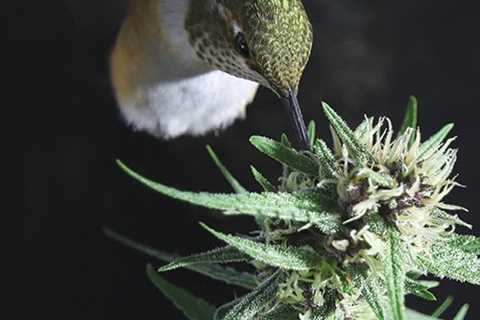 Humming bird feeding near the plant  📷 Jeff Scheetz   #cannabis #stonerfam…