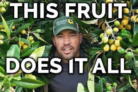 Growing Loquats, The Best Fruit You''ve Never Heard Of