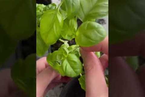 Harvest basil like THIS to keep it producing more and more!