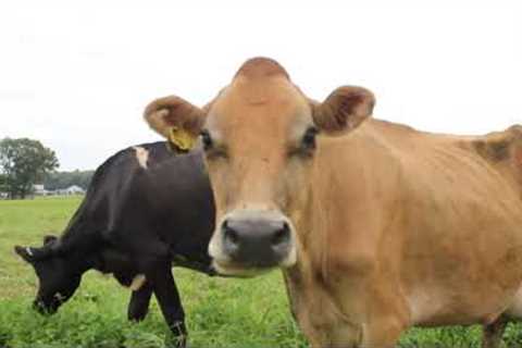 Grass Fed Dairy Production