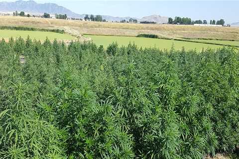 Where is Hemp Grown the Most?