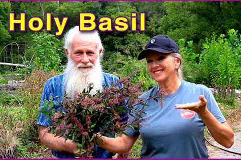 HOLY BASIL (TULSI) - Harvesting the MIRACLE HERB