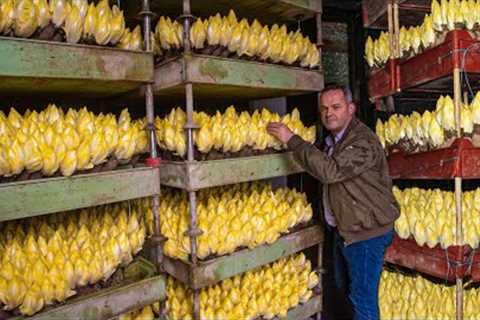 How to Cultivate Millions of Golden Vegetable Buds in Dark Room - Belgian Endive Farming and Harvest