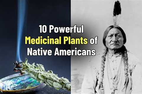 10 Powerful Medicinal Plants of Native Americans: Ancient Wisdom for Modern Health | Blissed Zone