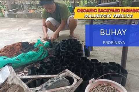 Organic Farming Malunggay Seedling #youtube