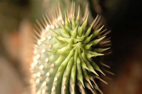 Everything You Need to Know About Hoodia Gordonii