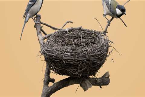 The antioxidant properties of bird's nests