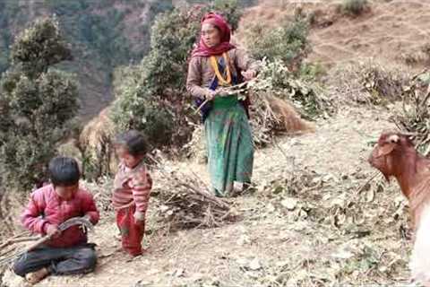 Collecting fertilizer by using primitive technology || Village lifestyle