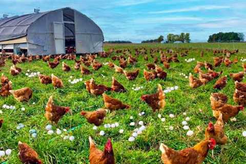 How To Raising Millions of Free Range Chicken For Eggs and Meat - Chicken Farming - Meat Factory