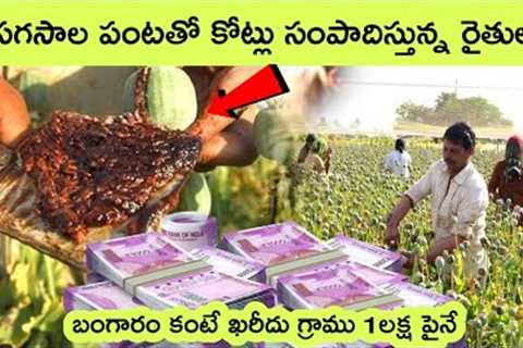 Black gold cultivation | agriculture | bmc Facts | facts in Telugu | organic agriculture | farming