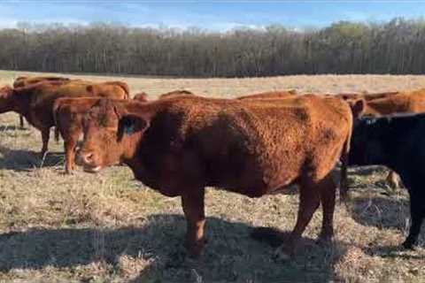 What is the best cattle breed?  Why we bought a bull from @gregjudyregenerativerancher