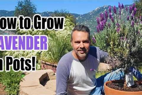 How to Grow Lavender in Containers or the Ground