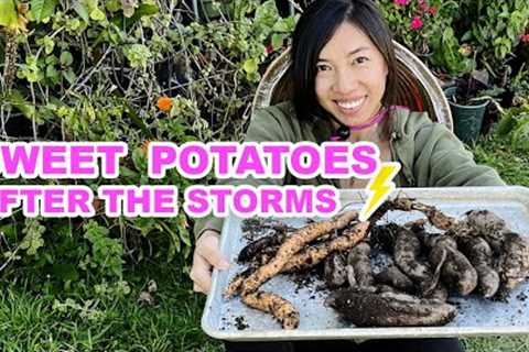 Do This To Avoid Growing Bad Sweet Potato In Container