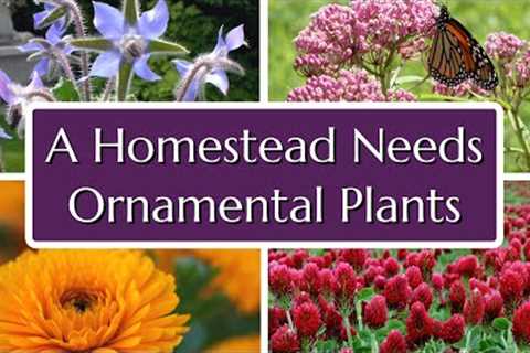 What Some Homesteaders Miss About Ornamental Plants