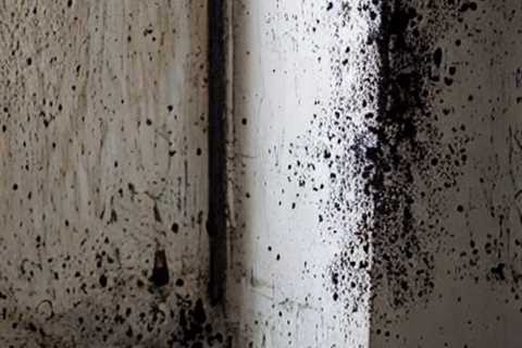 How Long Does It Take For Mold To Kill You