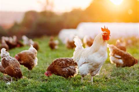 Organic Meat and Poultry and Integrated Pest Management