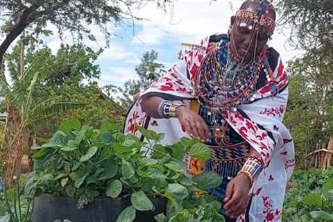 Kitchen gardens of hope for Maasai women