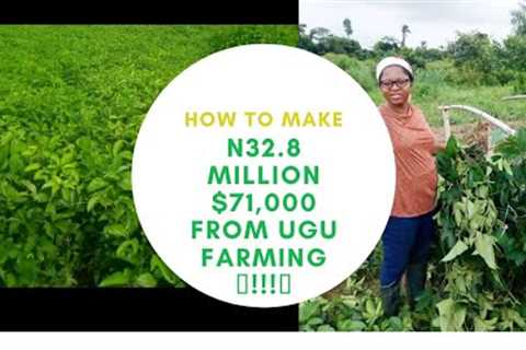 🎵New Year! New MONEY!!!🎵 || How to make N32.8million farming Ugu Vegetables 😁🇳🇬😁..