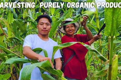 Enjoyed eating purely organic foods 😋 #adventure #arunachalpradesh