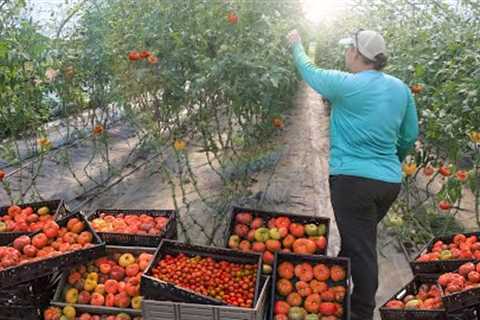 Growing 10,000 Pounds of Organic Tomatoes in a High Tunnel Greenhouse