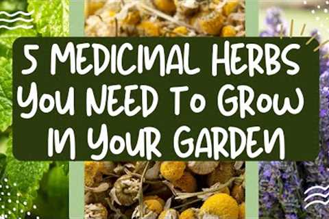 Medicinal Herbs to Grow: 5 Medicinal Herbs You Need to Grow in Your Garden