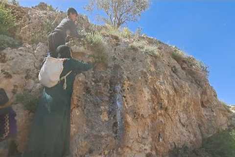 Going to the mountains to pick medicinal plants and herbs | Rural and nomadic lifestyle in Iran 2023