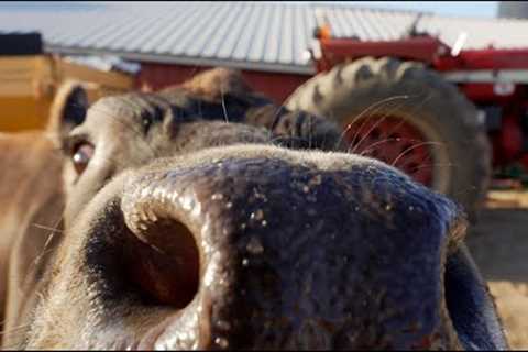 Spring Milking at Organ Echoes Dairy Farm!