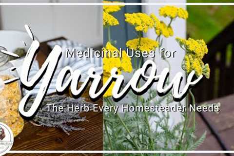 Medicinal Uses for Yarrow—The ULTIMATE Homestead Herb