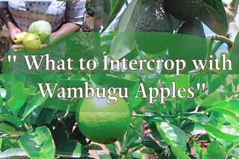 WHAT TO INTERCROP WITH WAMBUGU APPLES