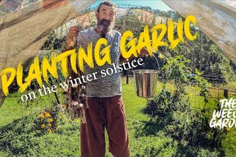 Planting Garlic on the Winter Solstice