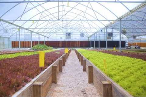 Tour an AQUAPONICS FARM in Texas 🐟 + 🌿= 🤠 Sustainable Harvesters