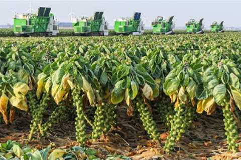 Million Ton Tiny Cabbage Farming and Harvesting - The Brussel Sprout Cultivation Technique