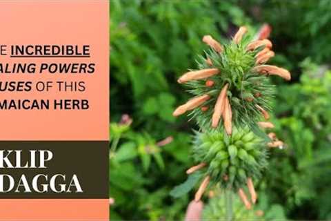 Here’s why you should add KLIP DAGGA to your MEDICINE CABINET / LEONOTIS NEPETIFOLIA