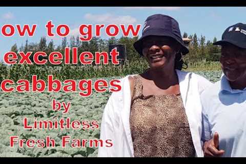 How to grow excellent first grade CABBAGES at LIMITLESS FRESH FARM