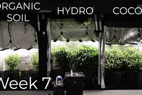 Organic Soil vs Coco vs Hydro week 7 update