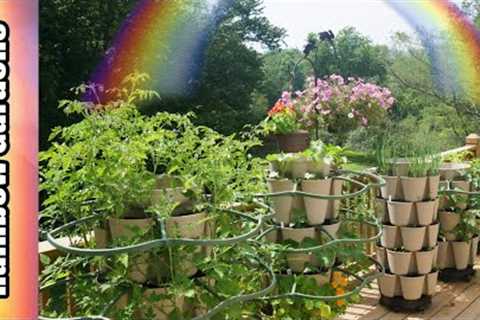 What''s Growing in July?  Nasturtiums Blooming, Tomatoes Setting, and More! Vertical & Sq Ft ..