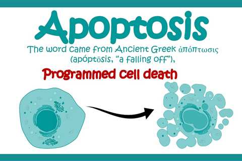 What is Apoptosis?