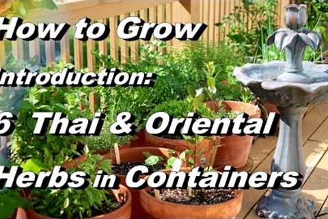 Introduction: Grow 6 Asian Herbs in Containers Basil, Peppers, Lemongrass, Kaffir Lime, Cilantro