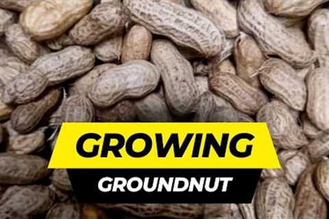 DO THIS TO GROW GROUNDNUT ORGANICALLY IN DIASPORA