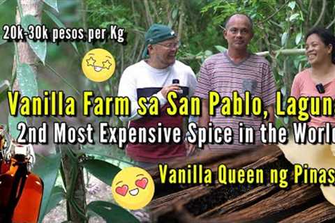 Vanilla Farm - 2nd Most Expensive Spice in the World -  20k -30k pesos per kilograms