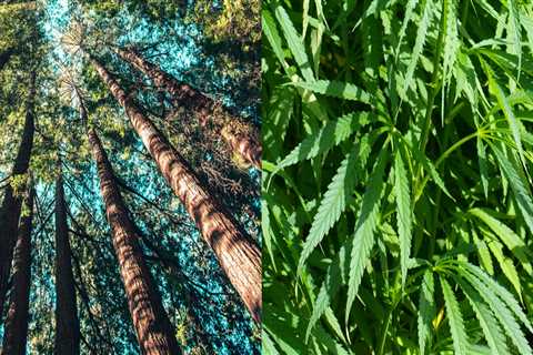 The Benefits of Hemp: Why It's Better Than Trees