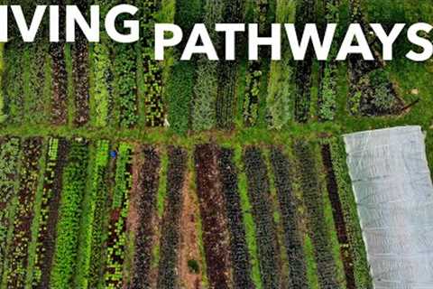 How to Grow Living Pathways: A Complete Growers Guide