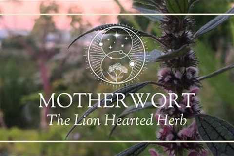 Motherwort: The Lion Hearted Herb