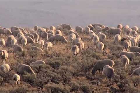 Farmers And Ranchers Raise Millions Of Animals This Way - American Farming Documentary