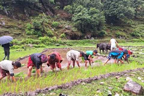 Traditional Rice Farming in Nepali Mountain Village | Rainy day |Organic food Cooking | Day-2