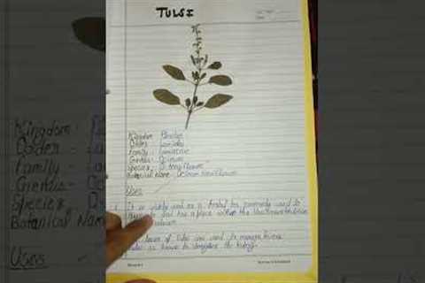 Herbarium project of medicinal plants