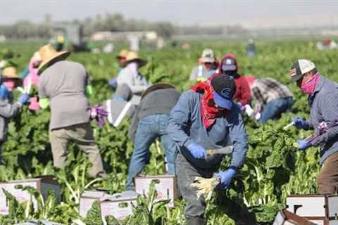 How American Farmers Harvest Billions Of Pounds Of Agricultural Products - Farming Documentary