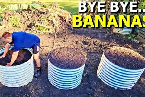 DON''T Grow BANANA Plants Until You WATCH THIS!