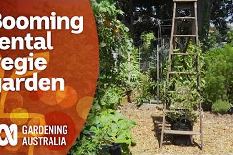 What goes into creating a productive food garden in a rental property | Gardening Australia